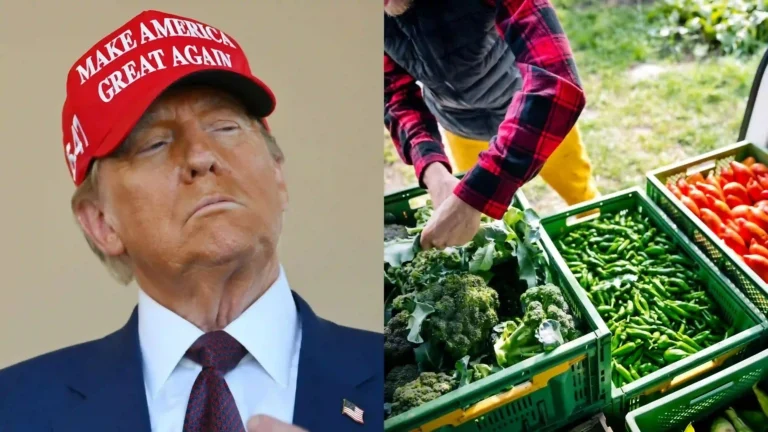 How Trump’s Immigration Policies Left America’s Farms Struggling for Labor